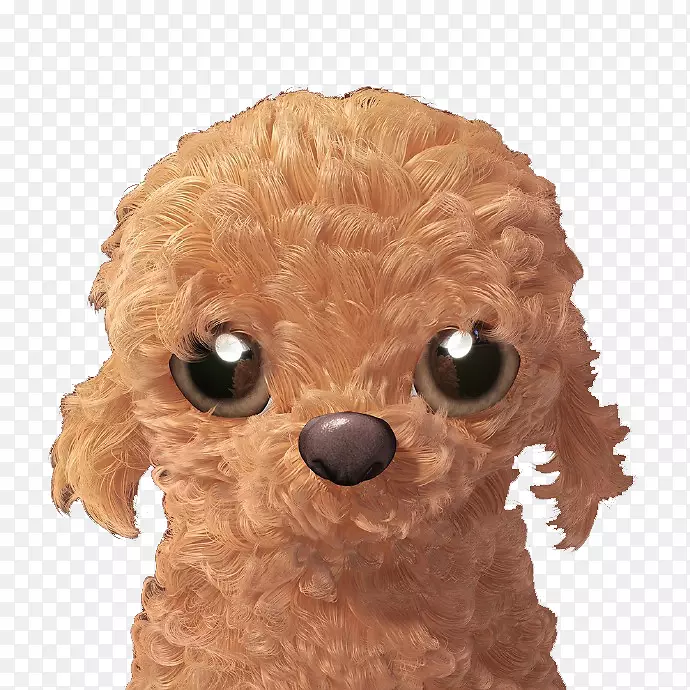 玩具贵宾犬小型贵宾狗品种-棕色小狗