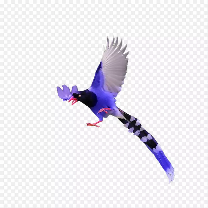 鸟下载插图-紫鸟普特里斯