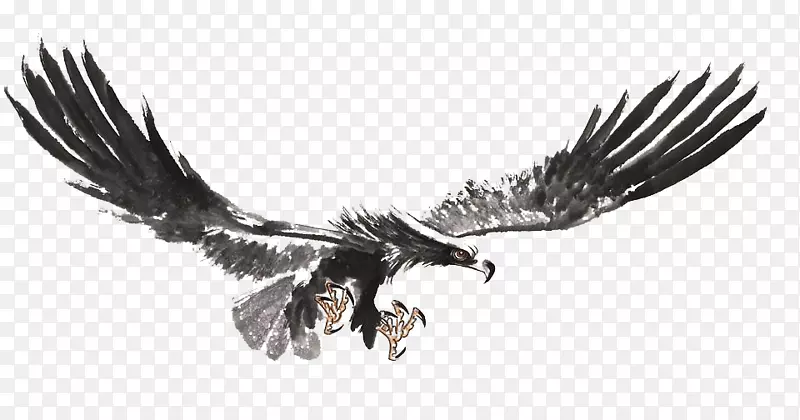 秃鹰画水墨画-海洋之翼
