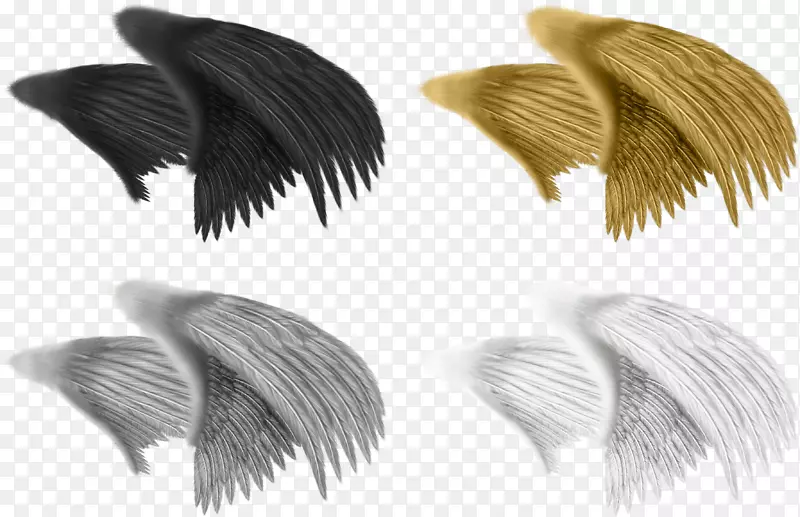 绘制动画羽毛-黑色翅膀