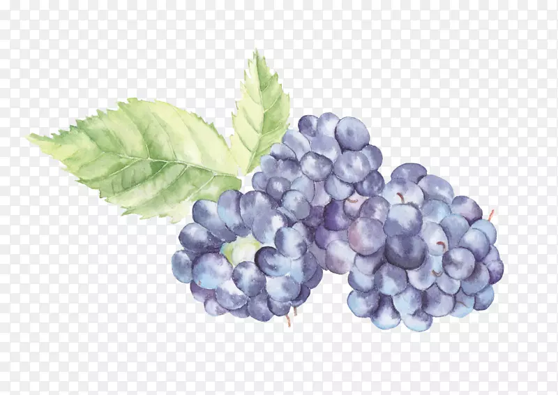 水彩画水果葡萄