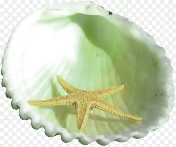 海星软体动物贝壳摄影.新鲜贝壳