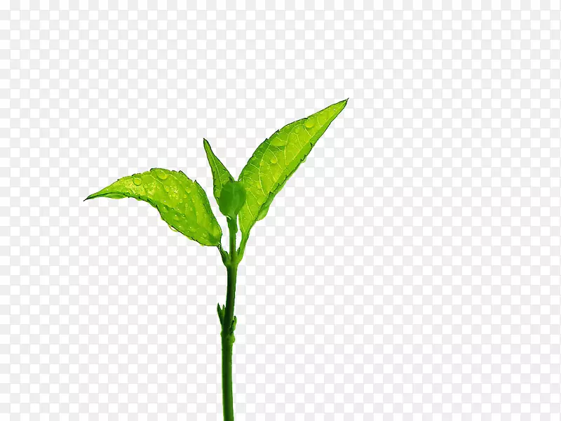 茶叶分级枝-小绿芽和水滴