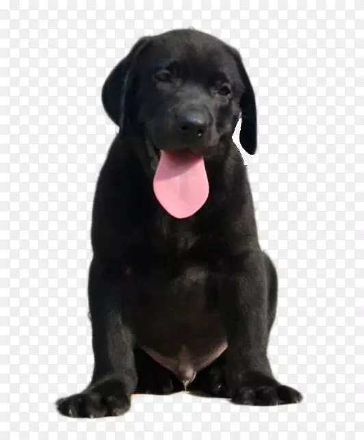 拉布拉多猎犬帕特代尔猎犬斗牛士小狗品种-黑色成年犬