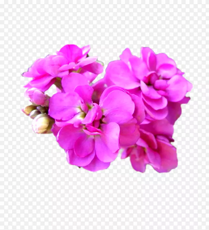 马提奥拉切花植物种子-花卉元素