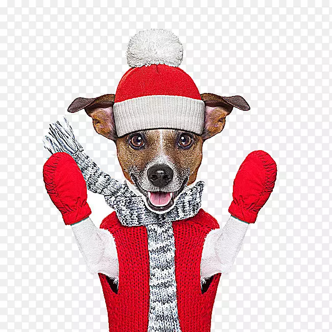 杰克罗素猎犬冬季摄影皇室免费-圣诞小狗