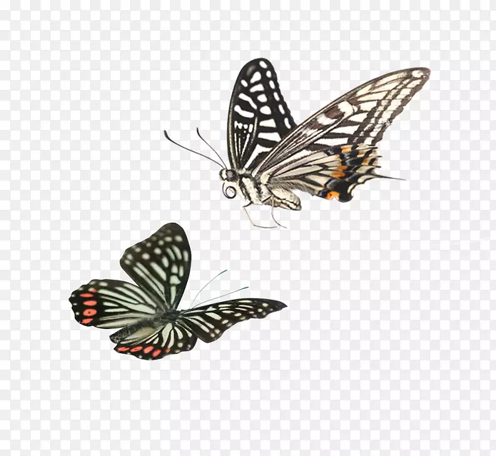 谷歌图片剪贴画-卡通蝴蝶