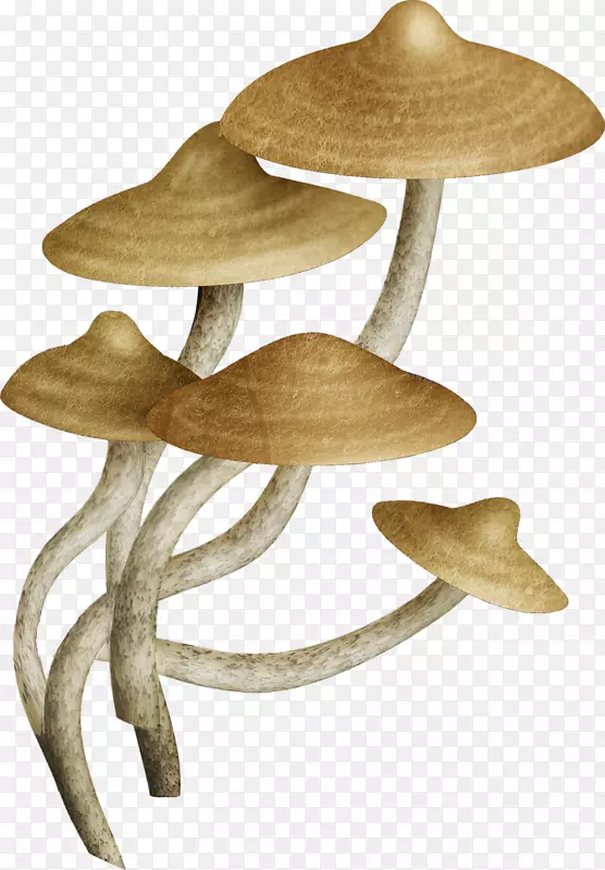 普通蘑菇u83cc-蘑菇