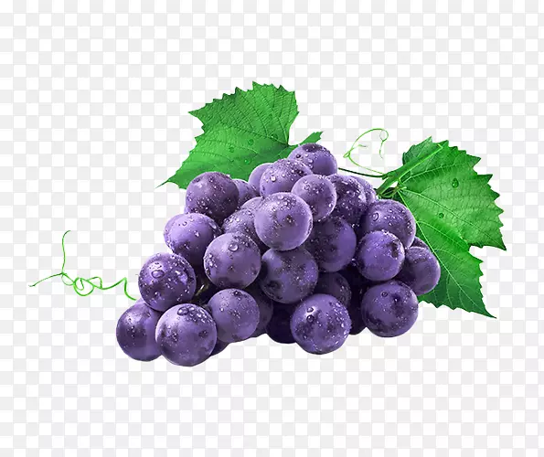普通葡萄藤伊莎贝拉汁协和葡萄紫色葡萄原料