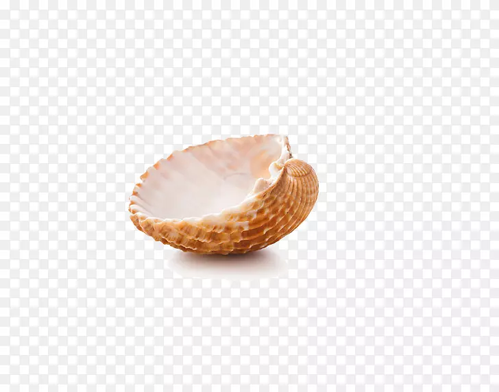 seashell google图片-shell照片