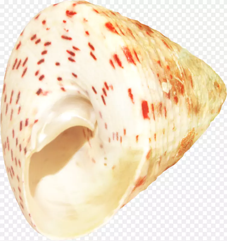 海贝壳-海洋剪贴画-贝壳元素