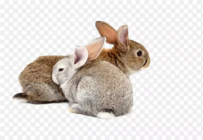 荷兰野兔马什莫罗生肖宠物-2小兔子