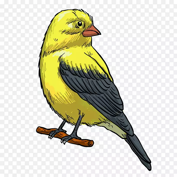 鸟雀羽毛图.黄色鸟
