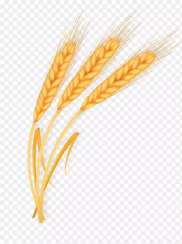 小麦黄金-黄金小麦