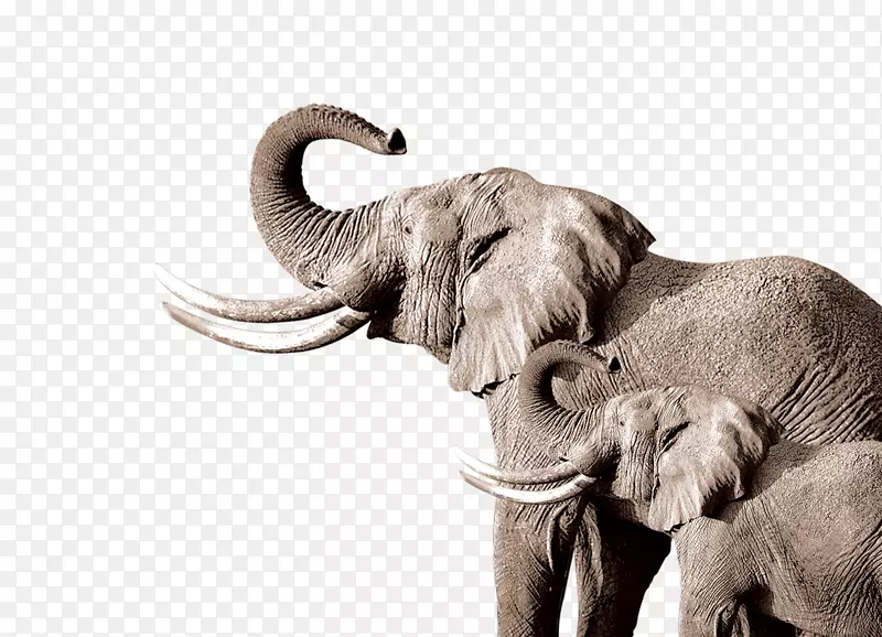 非洲象印度象画象