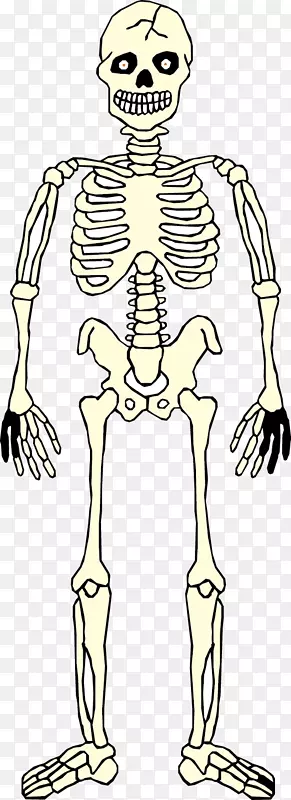 智人骨骼手人体解剖人体颅骨