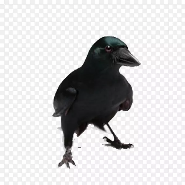 新喀里多尼亚乌鸦普通乌鸦黑乌鸦