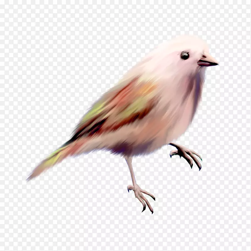 鸟类剪贴画-颜色可爱的鸟
