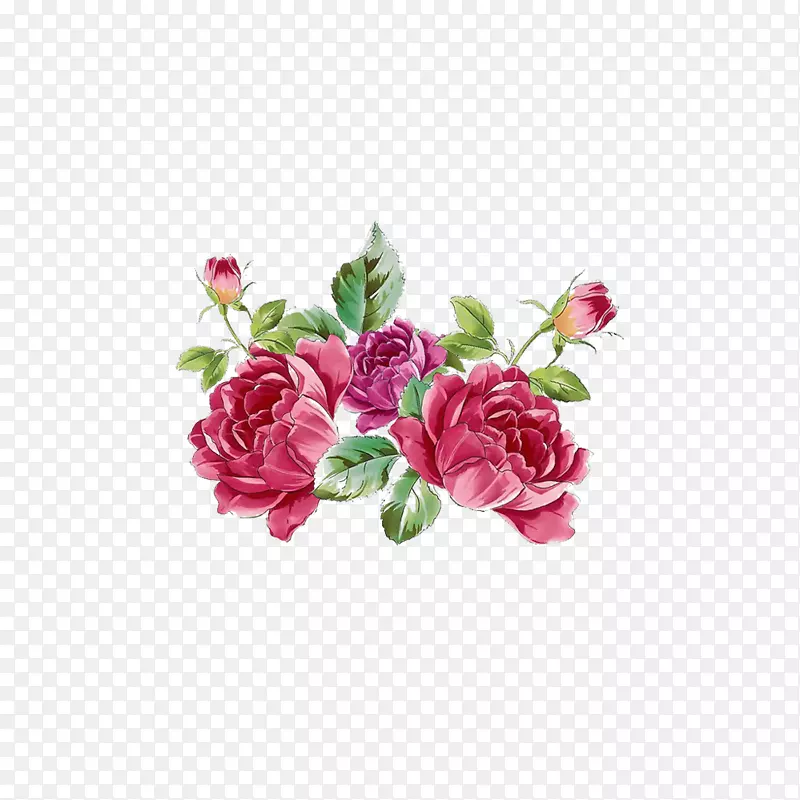 花园玫瑰，蜈蚣玫瑰，花卉植物牡丹-精致的牡丹图片材料