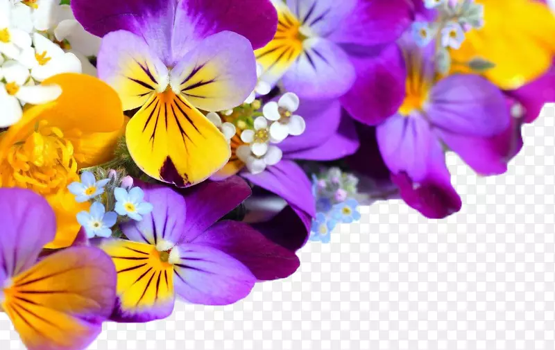 花紫高清电视壁纸紫色兰花