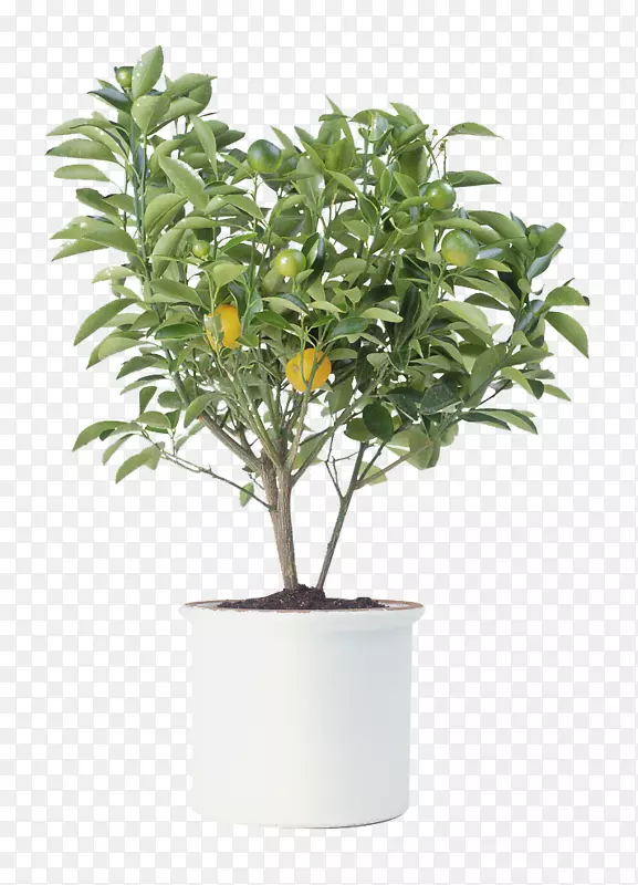 柑桔xd 7树木摄影室内植物.橘子树图片