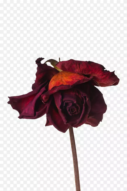 玫瑰花保存-红花干玫瑰