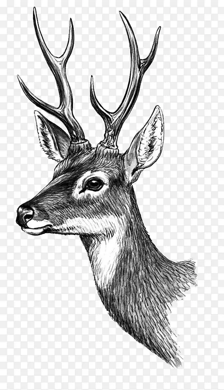 潘泰特鹿纸纹身贴纸-HD古典彩绘鹿