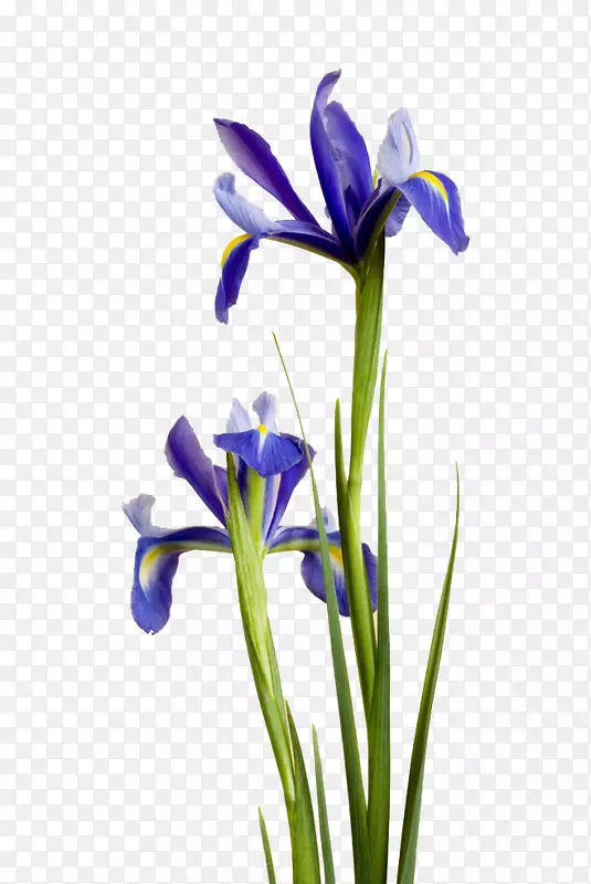 紫蓝花