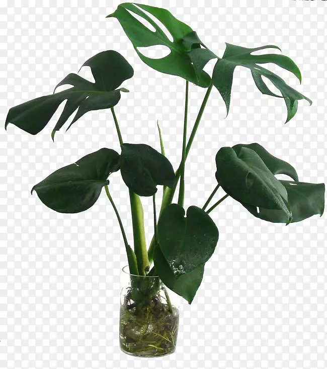 瑞士芝士植物叶竹-美丽的植物