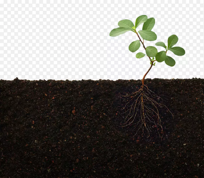 根际营养根植物茎绿植物土壤