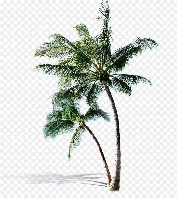 树夹艺术-新鲜椰子