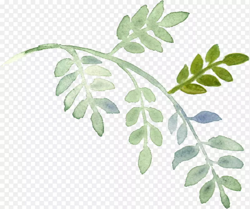 植物下载水彩画手绘水彩画叶子