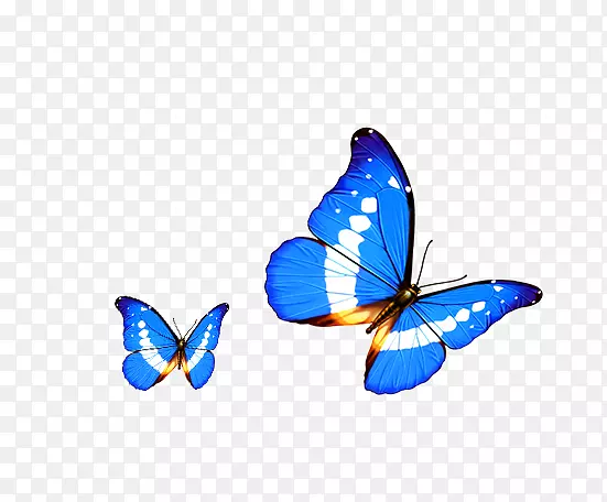 蝴蝶透明度和半透明android电脑-卡通蝴蝶