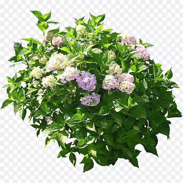 绣球花设计三维计算机图形花盒花盆绿色植物