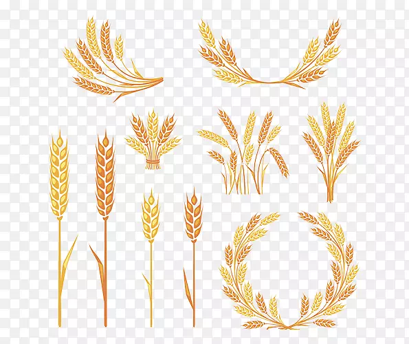 穗夹艺术-黄金小麦