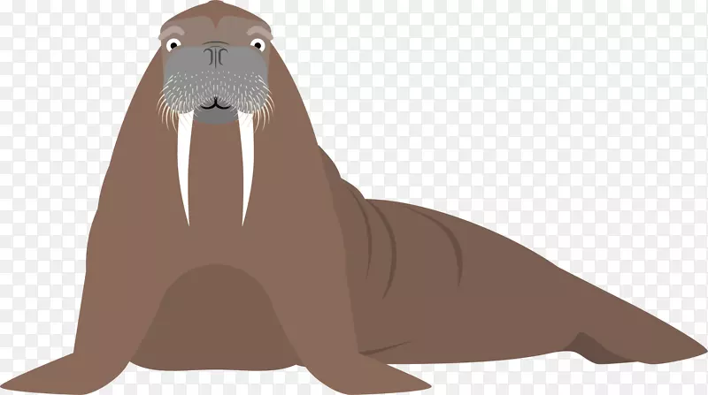 海狮海象卡通动物插图.手绘海豹