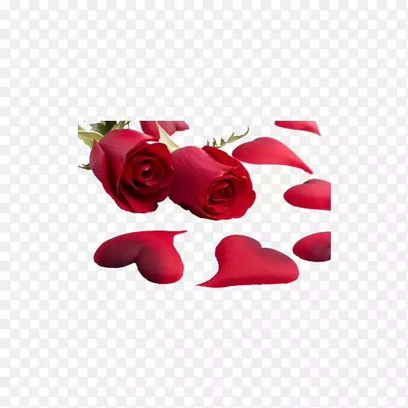 爱情人节浪漫国际妇女节红玫瑰