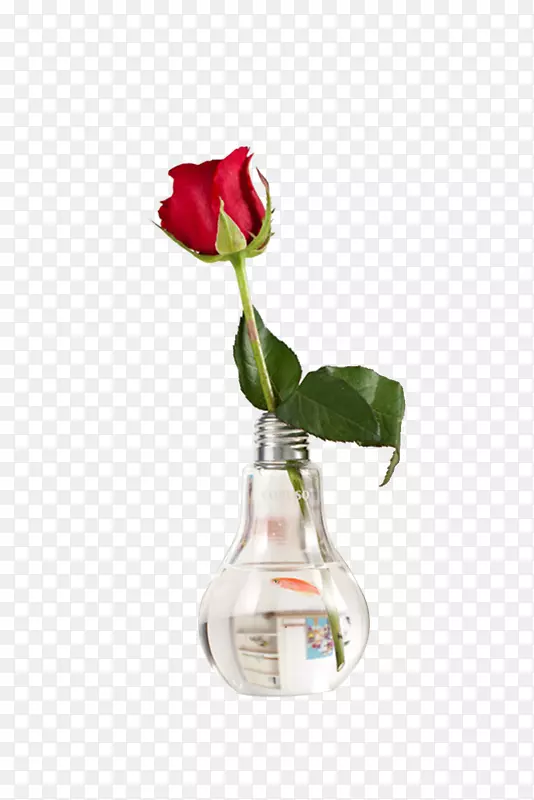 浅表玻璃花瓶花盆玫瑰
