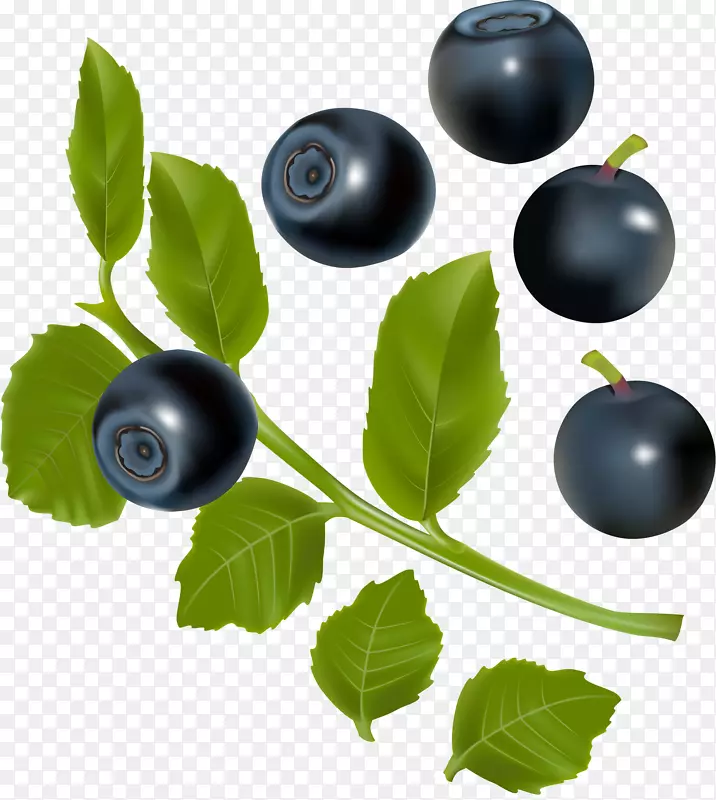 蓝莓黑莓插图-高清蓝莓