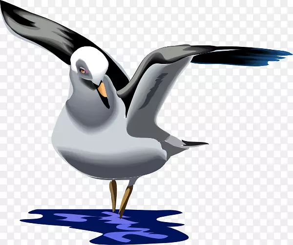 海鸥，鸟类动画，动画剪辑，艺术-鸽子图片材料