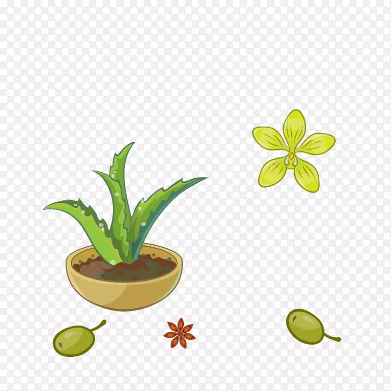 芦荟绿色植物花盆植物