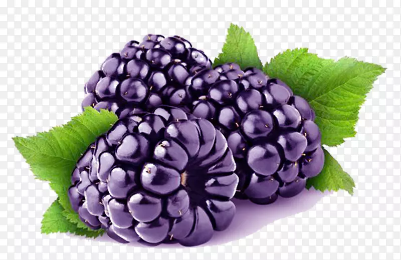 黑莓品种覆盆子-紫色桑树图片材料
