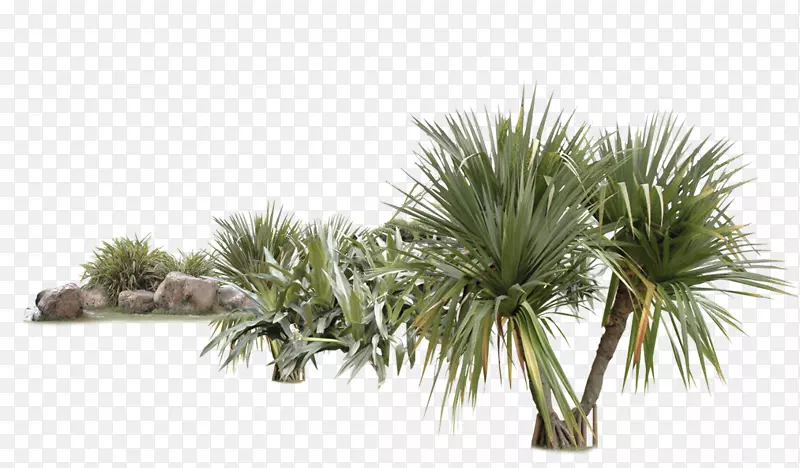 椰子树椰子热带-椰子树