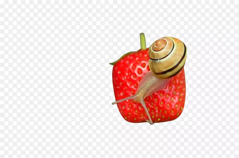 草莓显微镜图标-草莓蜗牛