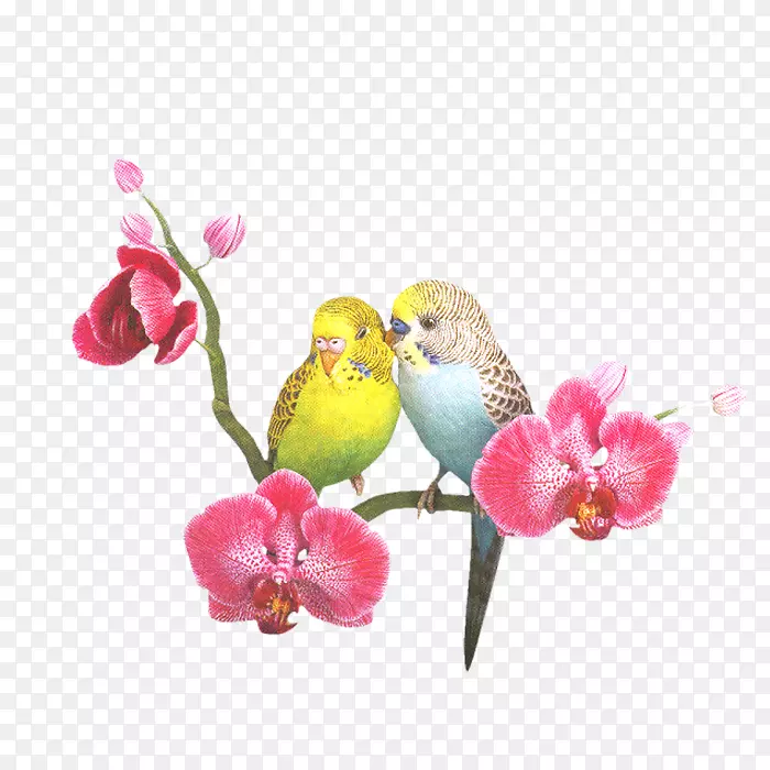 爱鸟，鹦鹉，桃子和鸟