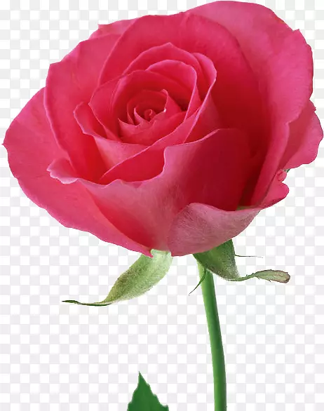 玫瑰花粉红墙纸-玫瑰