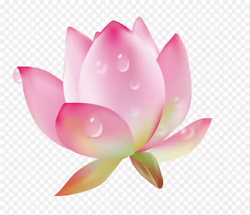 露珠莲藕滴水滴图片材料