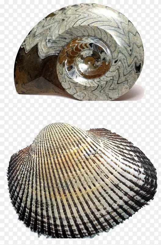 化石下载-海蜗牛