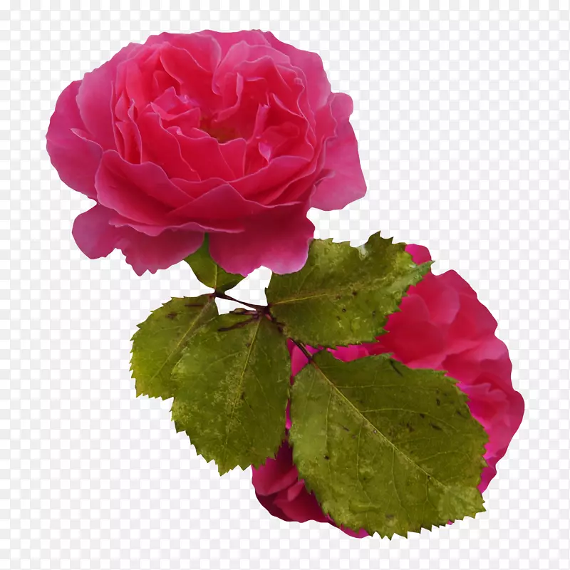花园玫瑰，蜈蚣玫瑰，粉红色花束-粉红色花束