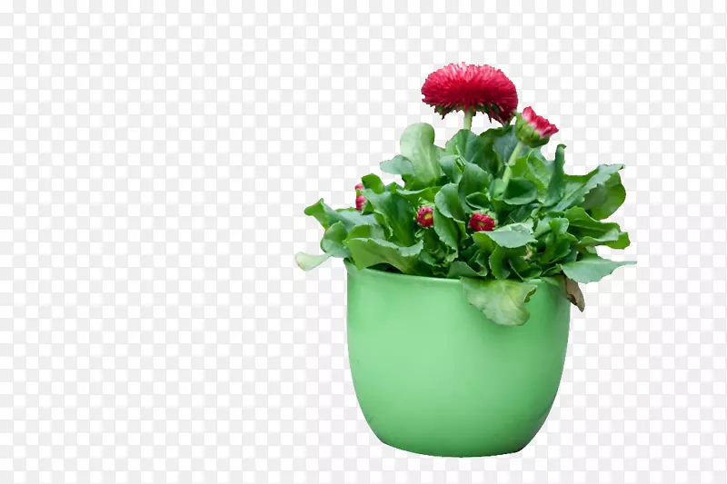 绿红谷歌图片-红花植物